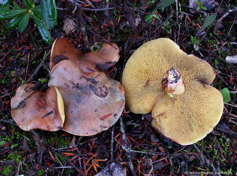 Funghi delle dune e retrodune...